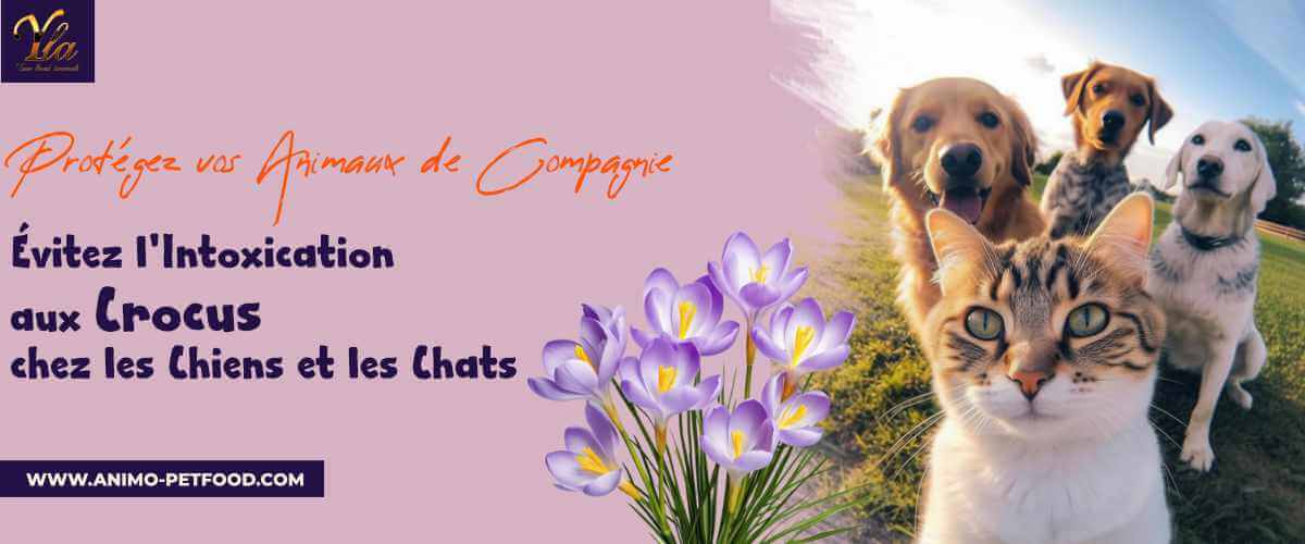 intoxication-aux-crocus-chez-les-chiens-et-les-chats